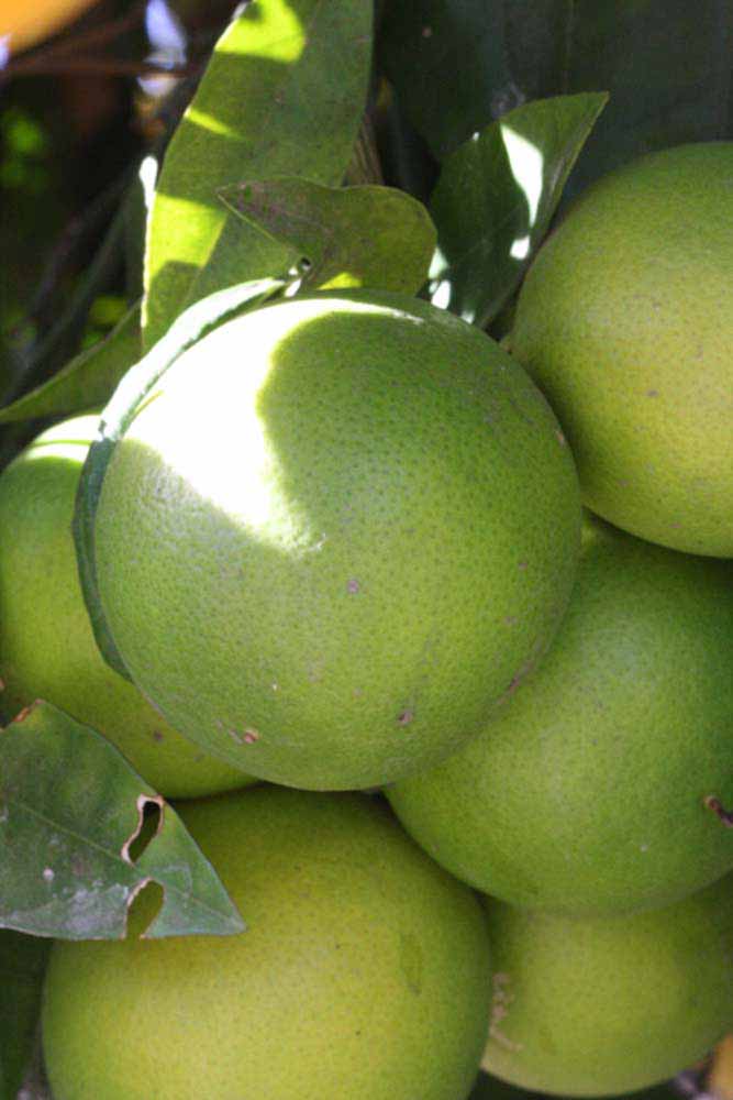              Immature fruit (Sanguina Doblefina, Riverside, CA)       